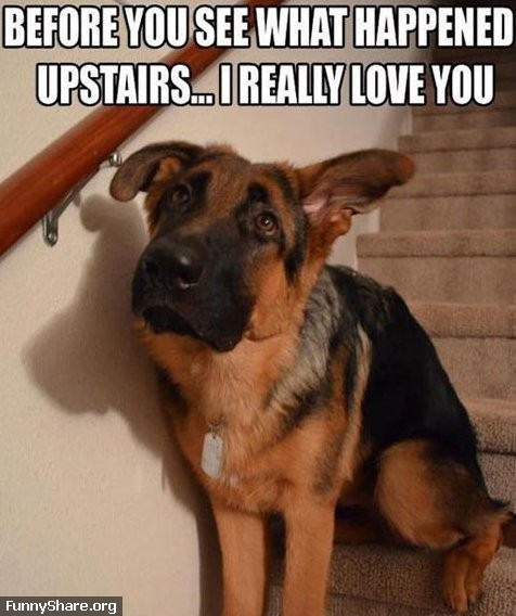 46626_MEME_8211_Guilty_dog.jpg