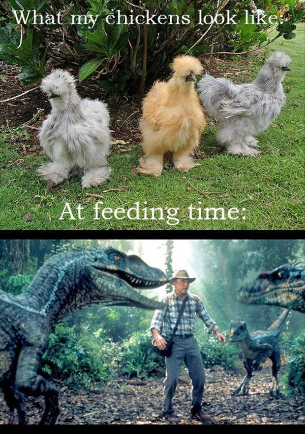 funny_chickens1.jpg