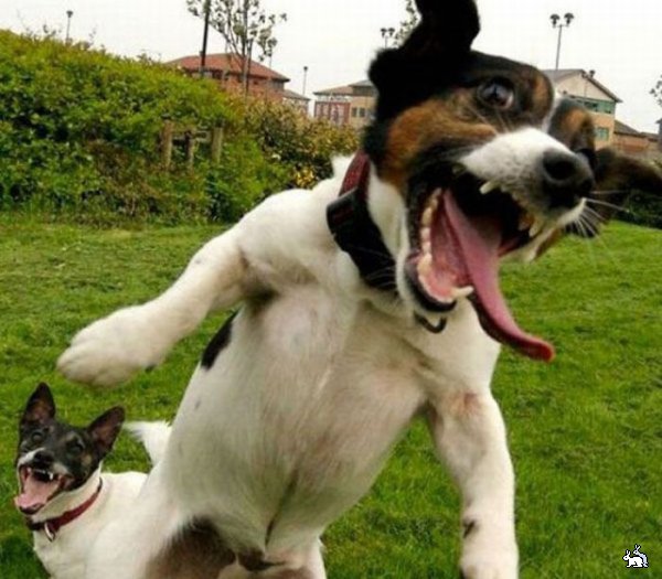 1273601478_most_hilarious_animal_emotions_24.jpg