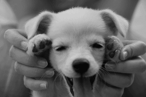baby_dog_poppy_cute_gif_Favim.com_564232.gif