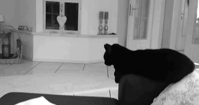 original__7_.gif