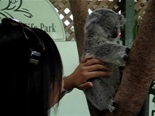 original.gif