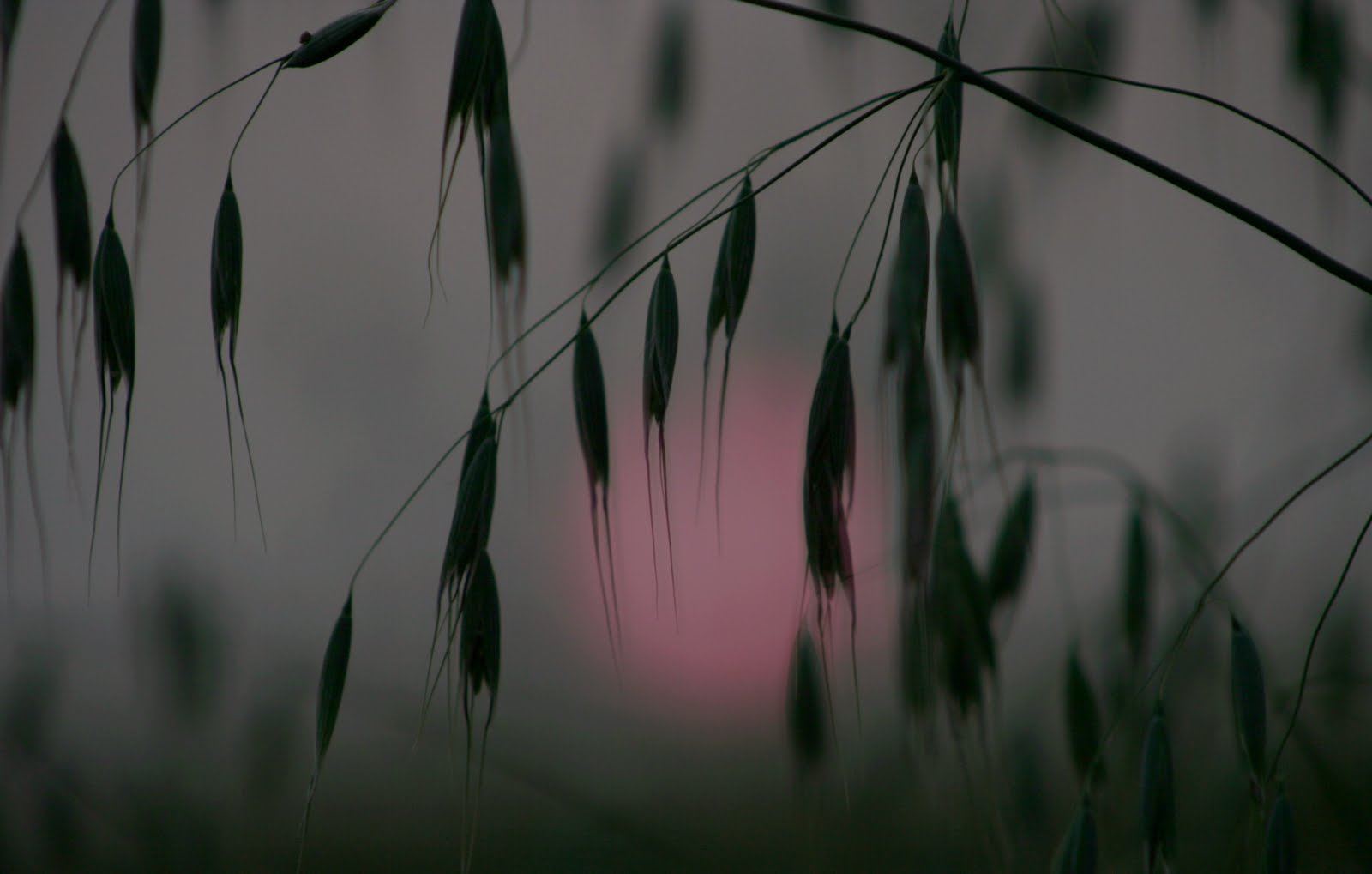 prairie_night_13.jpg