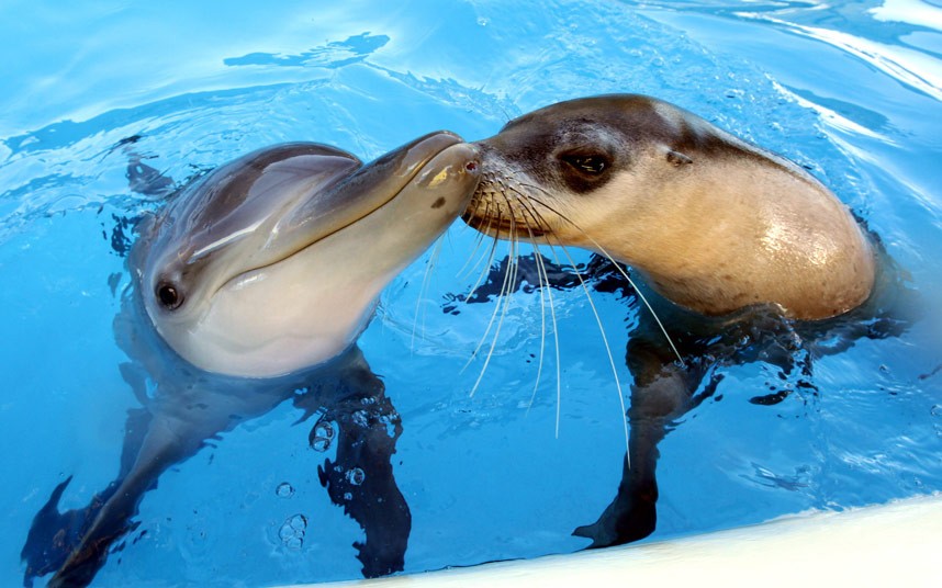 potd_dolphin_seal_2260024k.jpg