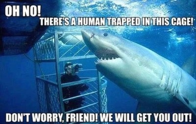 funsharkpic_400x254.jpg