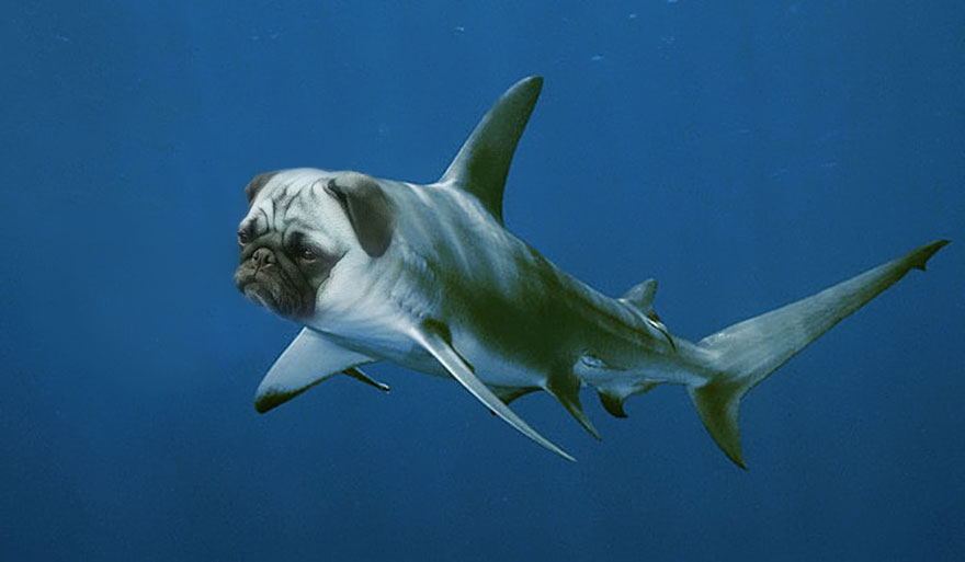photoshopped_animals_gyyp_16.jpg