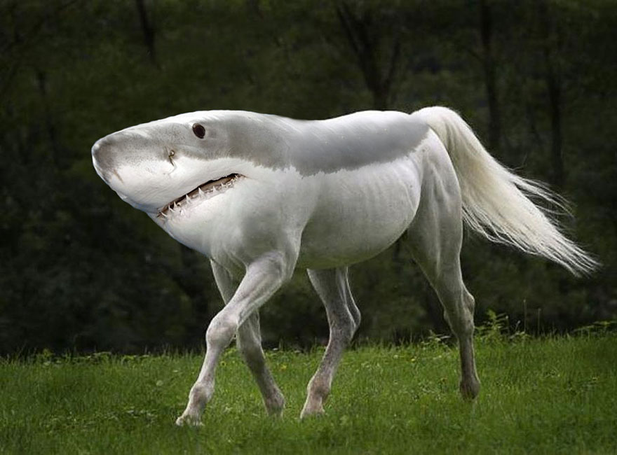 photoshopped_animals_gyyp_10.jpg