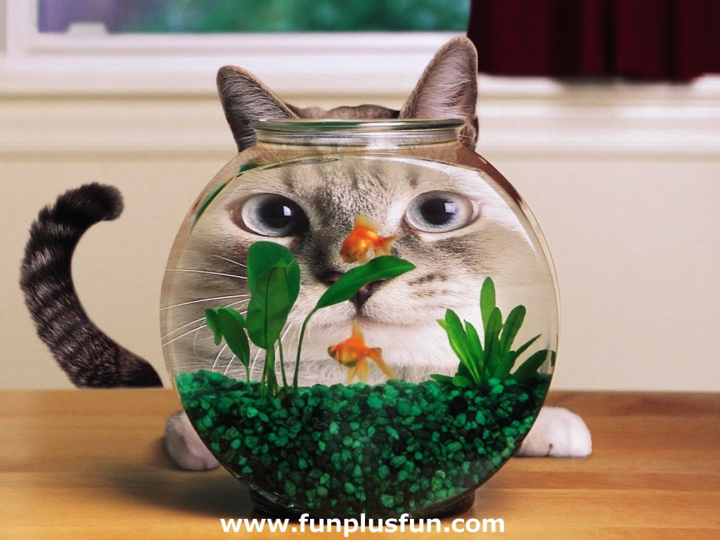 Cute_funny_animals_photo_pic_image_of_cats2.jpg