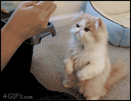 tumblr_mk70sjxIw11qf9lgfo1_400.gif