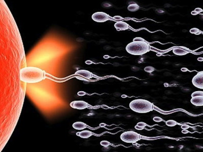 spermatozoidi.jpg