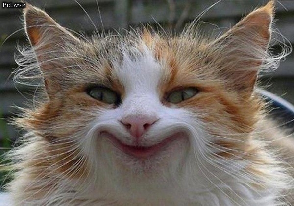 Smiling_Cat_Picture.jpg