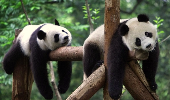 panda1.png