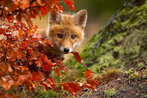 red_kit_fox_by_Robert_Adamec1a.jpg