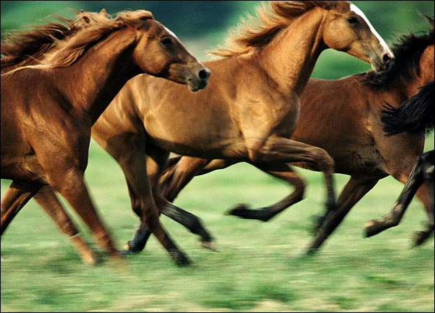 Beautiful_Brown_Horses_Running_Fast_And_Wild_Animal_Picture.jpg