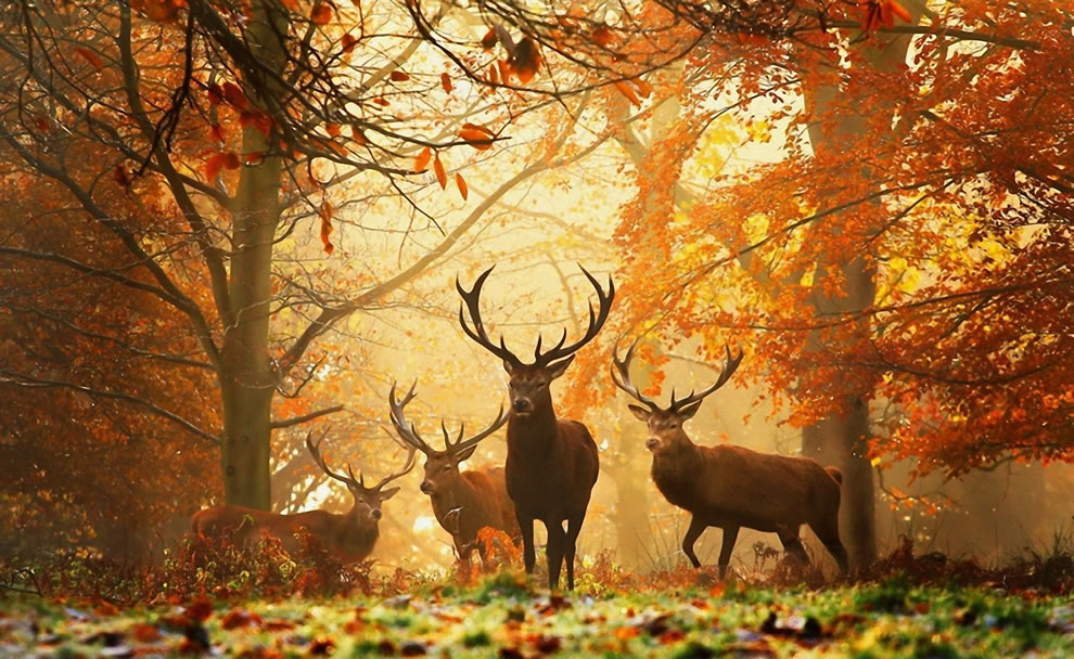 Deers_with_antlers_in_forest_with_autumn_foliage.jpg
