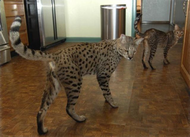 the_huge_domesticated_savannah_cat_640_07.jpg