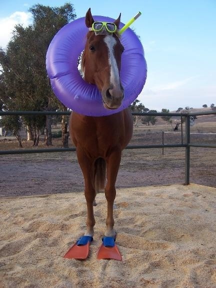 horsemere.jpg