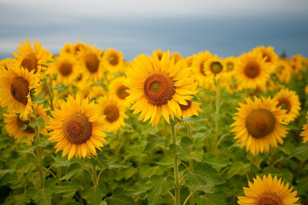 _DSC0939sunflowers.jpg