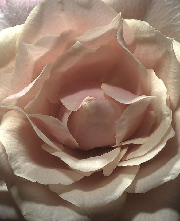 blush_pink_rose.jpg