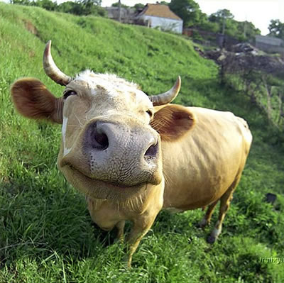 funny_cow.jpg