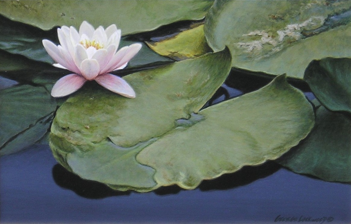 lotus_lily_pad.jpg