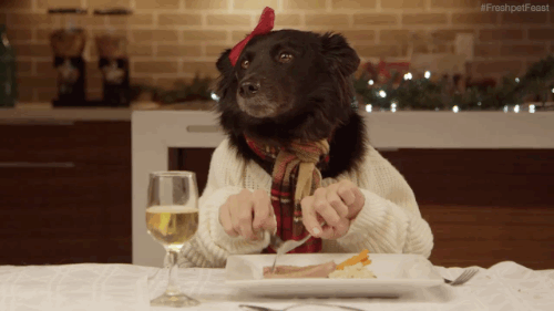 giphy__8_.gif