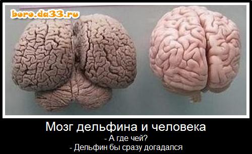 12615_boro.da33.ru.jpg