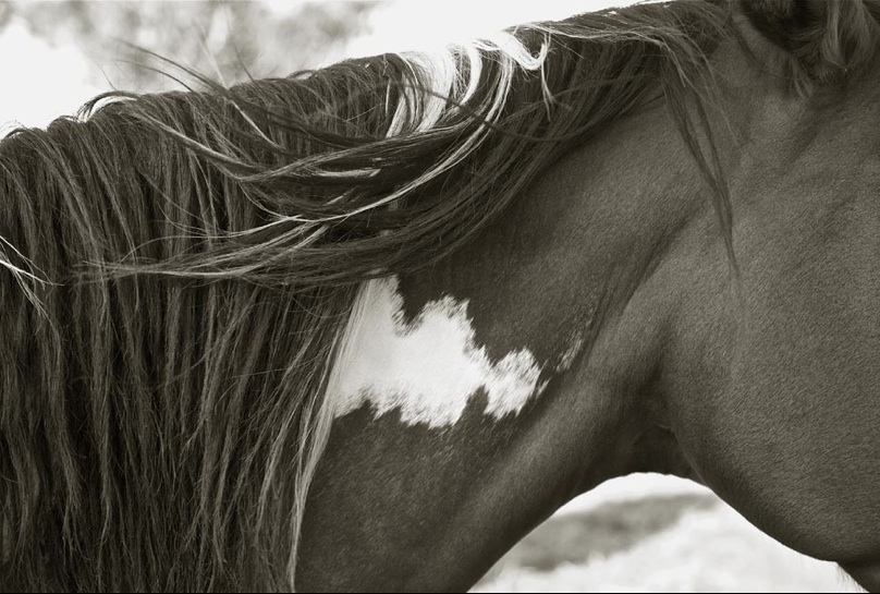 horse_closeup_bonnie_edelman.jpg
