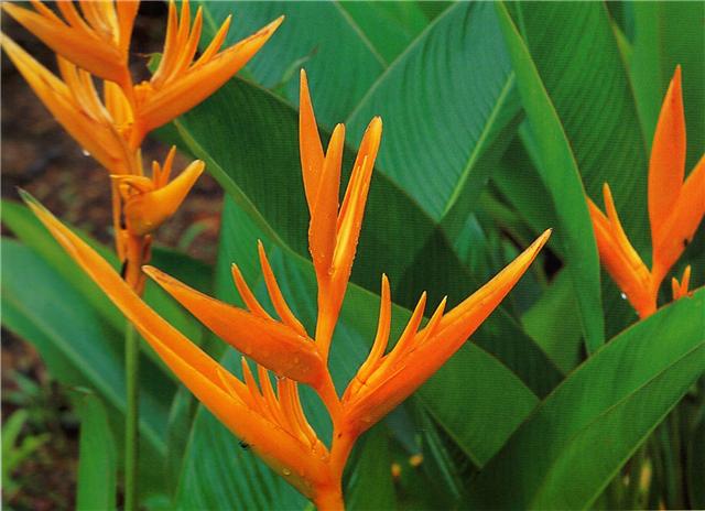 Bird_of_Paradise.jpg