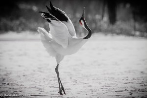 red_crowned_crane_e4b8b9e9a1b6e9b9a4_e4bb99e9b9a4_15.jpg