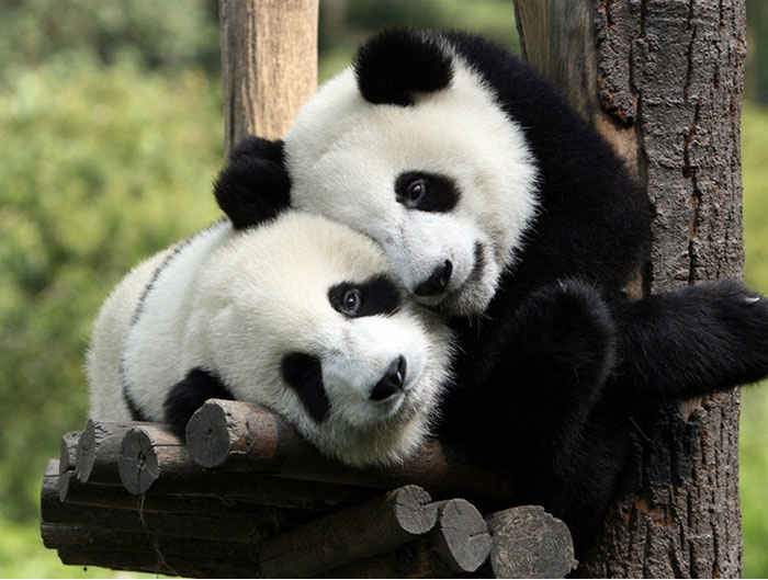 hugging_animals_14.jpg