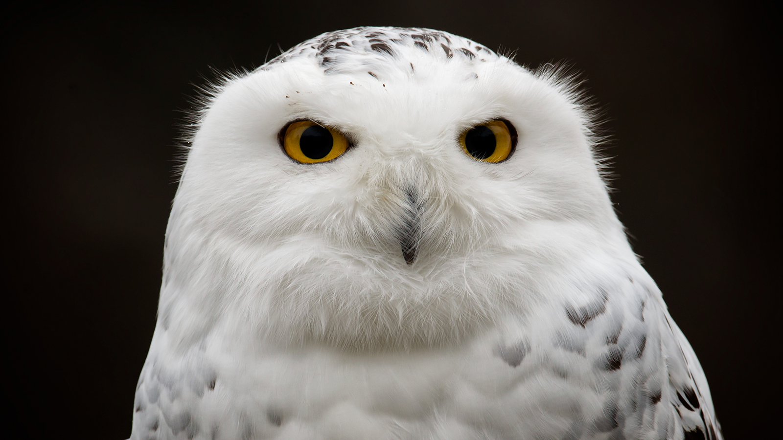 snowy_owl_closeup.jpg