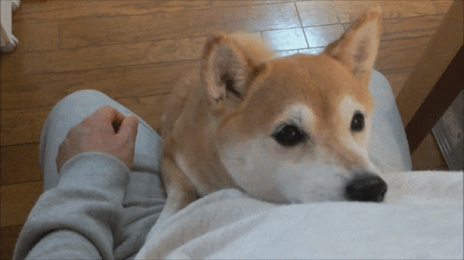 shiba_tail_wag.gif