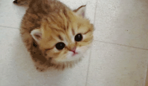 cutest_cat_gifs_kitten_meow.gif