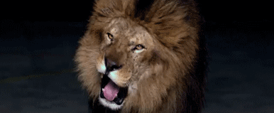 giphy__1_.gif
