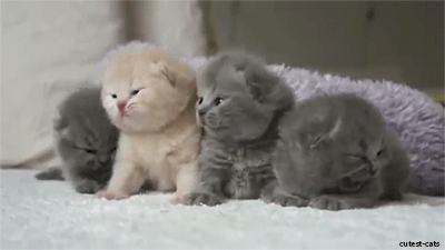 kittenswakingup1.gif
