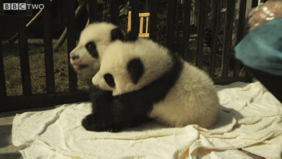 giphy__1_.gif