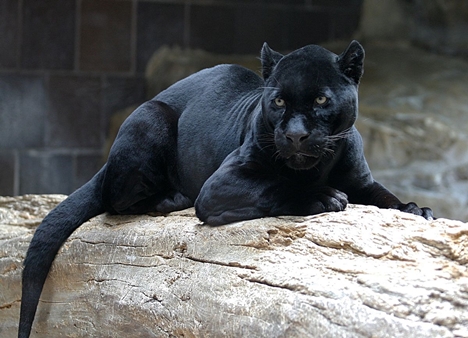 1200px_Jaguar_tile.jpg