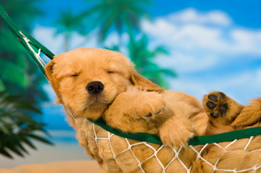 635988277146612789_457169491_puppy_hammock.jpg
