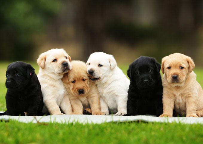 how_to_choose_a_puppy_679x483.jpg