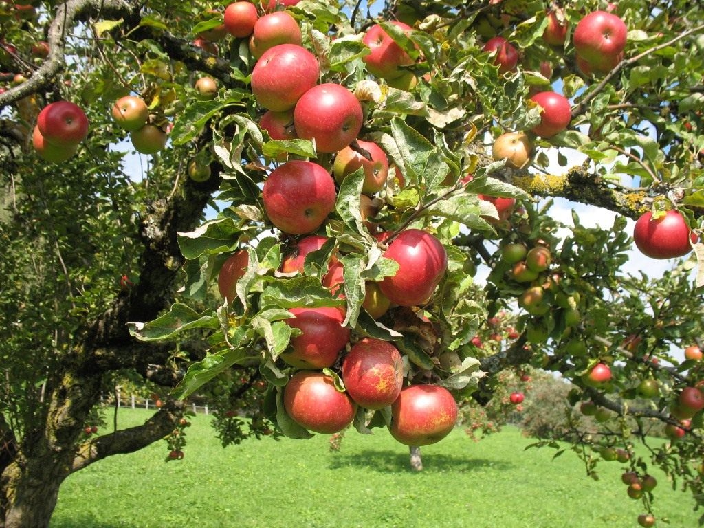 apple_tree_3.jpg