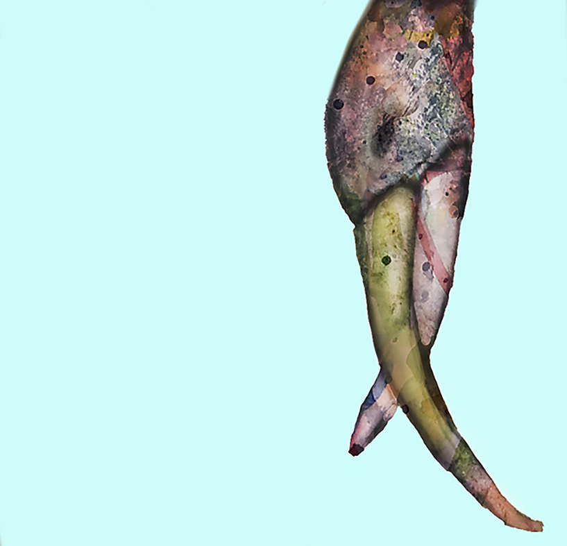 bird_2222222222222222222.jpg