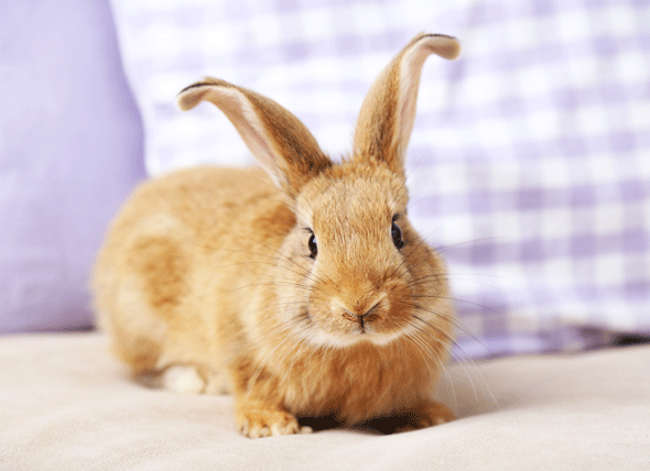 destructive_rabbit_295542884.jpg