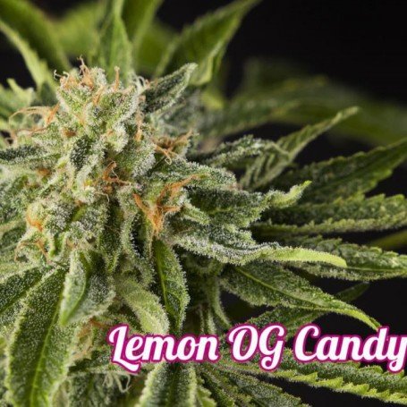 7818_seeds_lemon_og_candy_philosopher_seeds.jpg