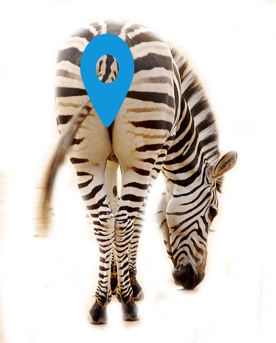 zebra3.jpg