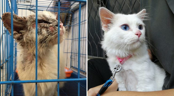 cats_before_and_after.png