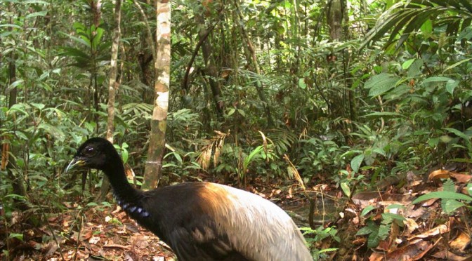 bird_672x372.jpg