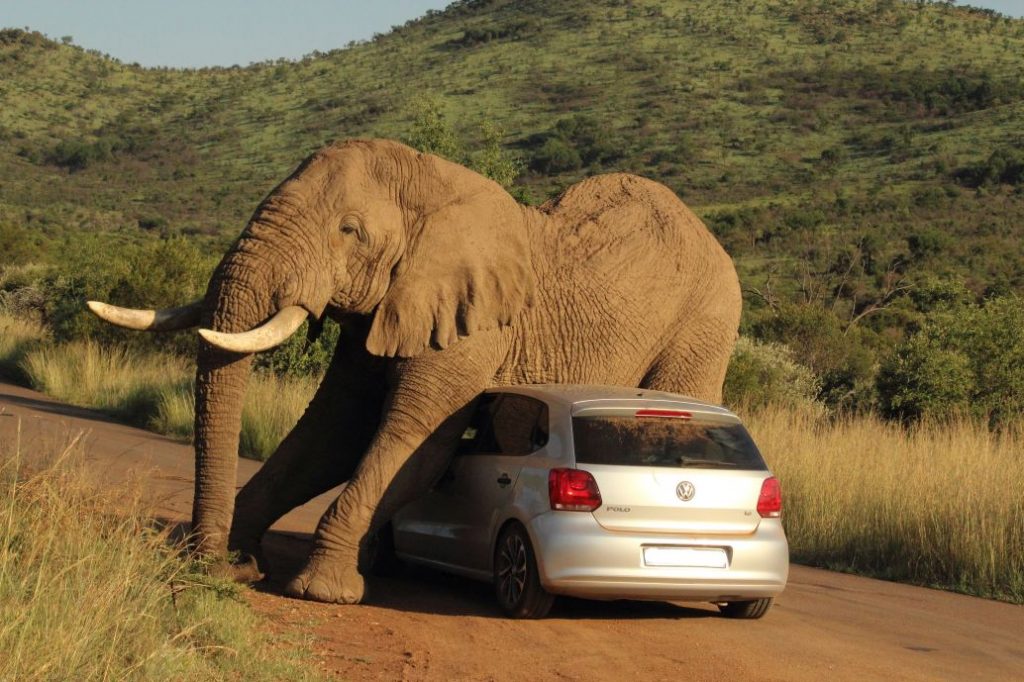 3Pilanesberg_National_Park_1024x682.jpg