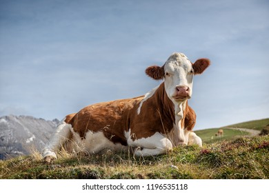 cow_lying_on_grass_seiser_260nw_1196535118.jpg