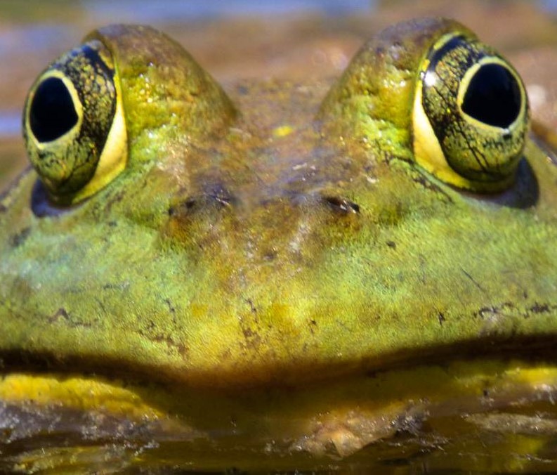 American_Bullfrog.jpg